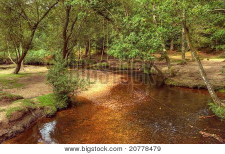 Smukke frodige skov Scene med strøm og strejf af efterårsfarver i New Forest, England