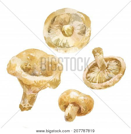 Watercolor of milk mushroom (Lactarius resimus) set of drawing