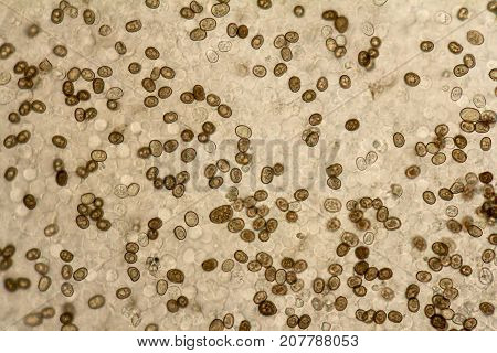 full frame micrography showing a mushroom lamella detail with lots of spores