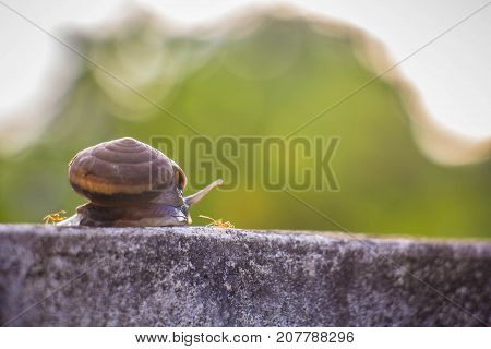 Snail on the Concrete wall in macro close-up Morning sun blurred background