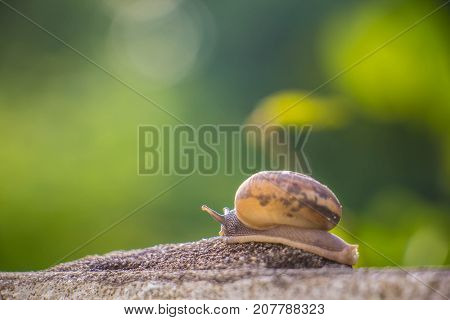 Snail on the Concrete wall in macro close-up Morning sun blurred background