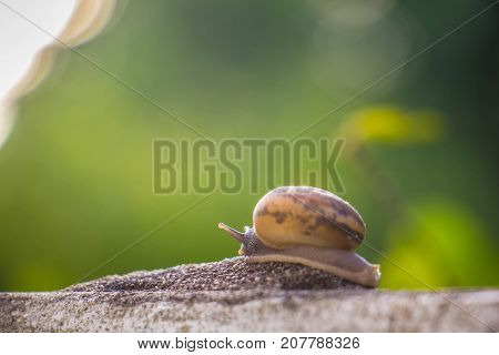 Snail on the Concrete wall in macro close-up Morning sun blurred background
