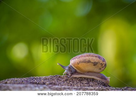 Snail on the Concrete wall in macro close-up Morning sun blurred background