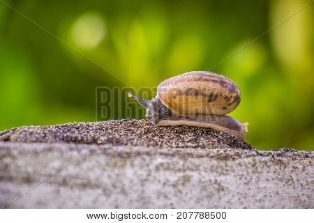 Snail on the Concrete wall in macro close-up Morning sun blurred background