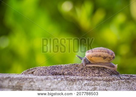 Snail on the Concrete wall in macro close-up Morning sun blurred background