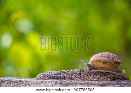 Snail on the Concrete wall in macro close-up Morning sun blurred background