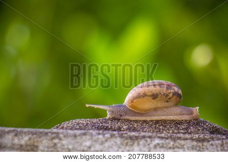 Snail on the Concrete wall in macro close-up Morning sun blurred background