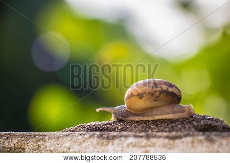 Snail on the Concrete wall in macro close-up Morning sun blurred background