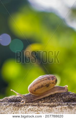 Snail on the Concrete wall in macro close-up Morning sun blurred background