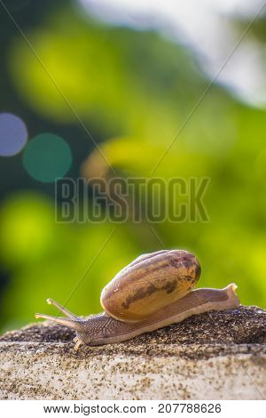 Snail on the Concrete wall in macro close-up Morning sun blurred background
