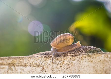 Snail on the Concrete wall in macro close-up Morning sun blurred background
