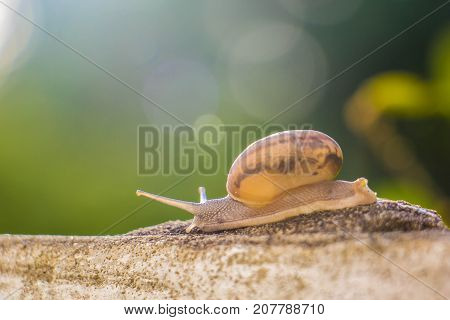 Snail on the Concrete wall in macro close-up Morning sun blurred background
