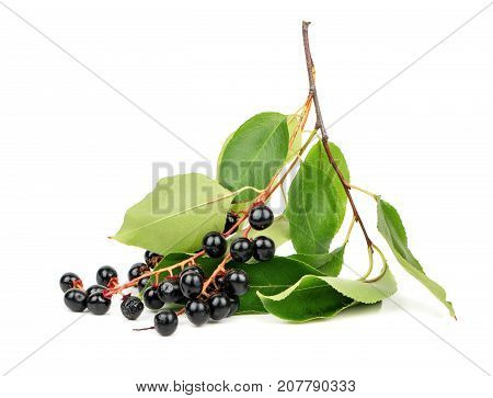Fresh branch with berries bird cherry on white background