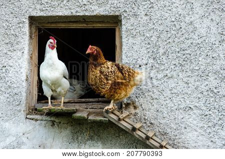 Hens Leaving Their Coop