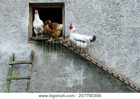 Hens Leaving Their Coop