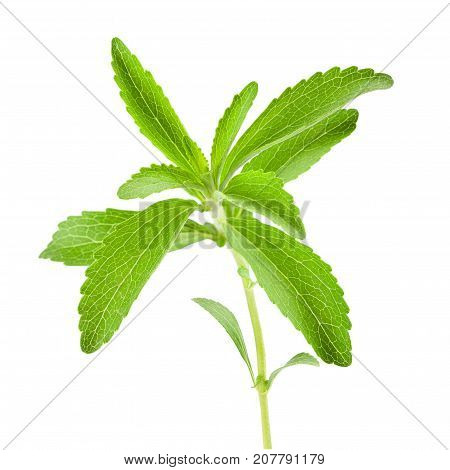 Stevia Rebaudiana Sprig