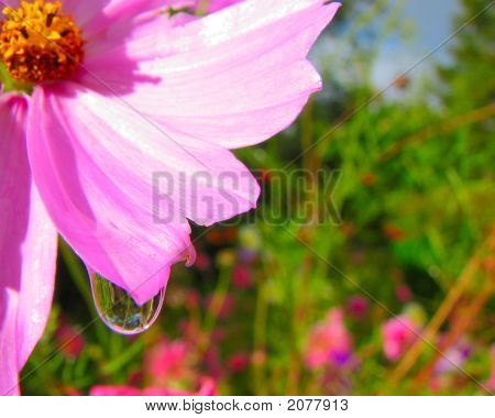 Růžový květ a Drop