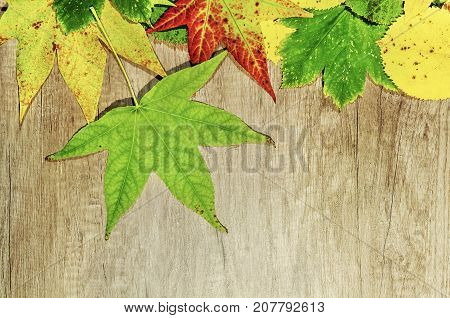 Autumn leaves and big green laef over wooden background