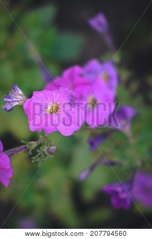 Summer flowers - petunias on a blurred background