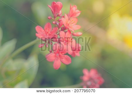 Flower (peregrina, Spicy Jatropha Flower)