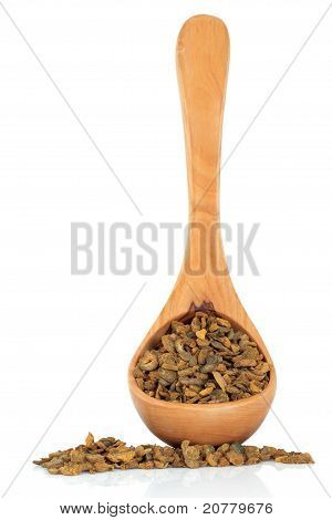 キケマン属塊茎