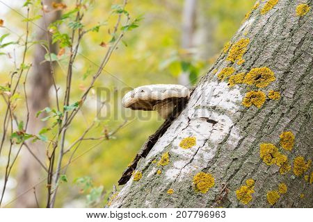 Fungus on a broken tree forest nature