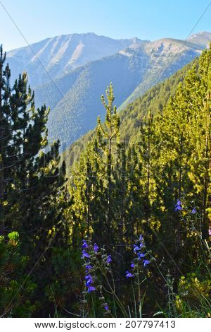 Morning in the mountains of Olympus Greece.