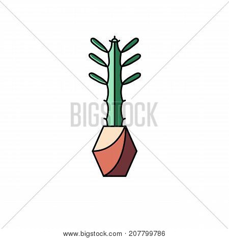 African milk tree line flat icon on isolated white background. Vector illustration of house potted succulent and cactus