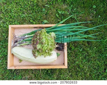 Harvesting zucchini Lollo rosso lettuce salad and green onion in the organic vegetable garden top view. White marrow squash lettuce head with roots and green scallion in the wooden box.