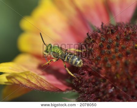 Pot Bee sběru nektaru