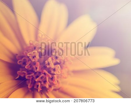 Close up image of heart shape pollen of yellow daisy flower in cross process color filter Soft and selective focus