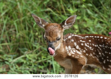Whitetail Deer Fawn 