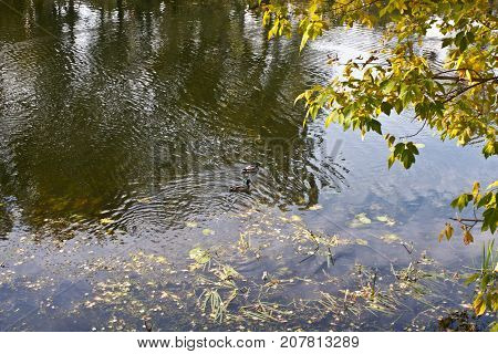 Autumn Rechka Psel - will be an excellent gadget screensaver
