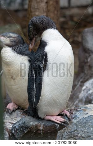 Yellowed-eyed penguin in new zealand relaxing after a rain