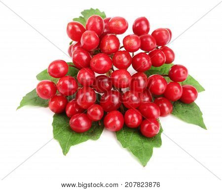 Viburnum berries with leaves isolated on white background.