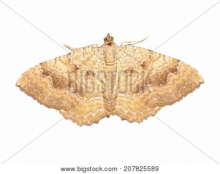 Yellow Shell moth (Camptogramma bilineata) insect animal isolated over white background