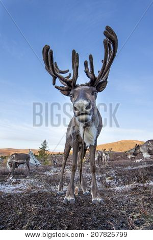 reindeer in a landscape of northern Mongolia