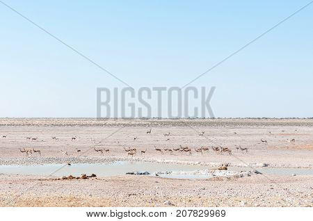 Two African Lionesses Panthera leo watching potential prey at a waterhole in Northern Namibia