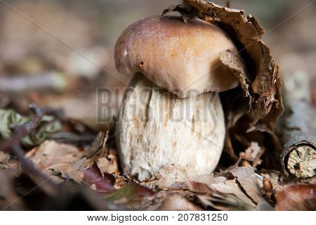 Cep or Porcini mushroom growing out of rotten leaves (a rare exemplar)