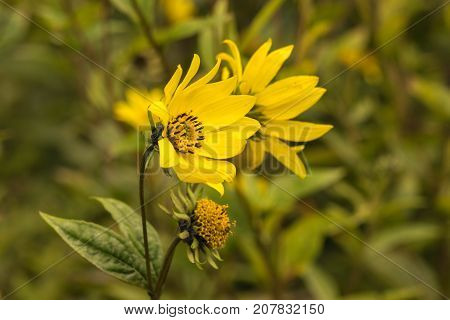 Common Ragwort Senecio jacobaea - beautiful yellow flower closeup macro.