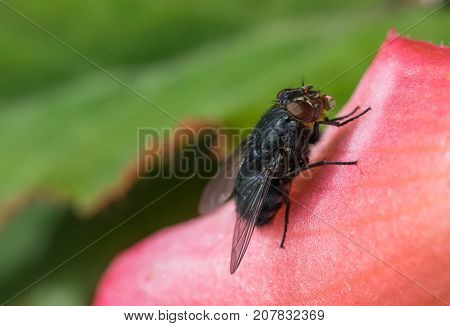 insect fly macro on a flower leaf.