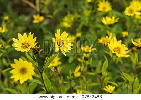 Common Ragwort Senecio jacobaea - beautiful yellow flower closeup macro.