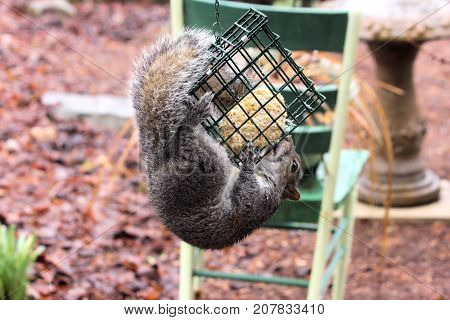 Hungry gray squirrel feeding on a suet block reserved for wild birds