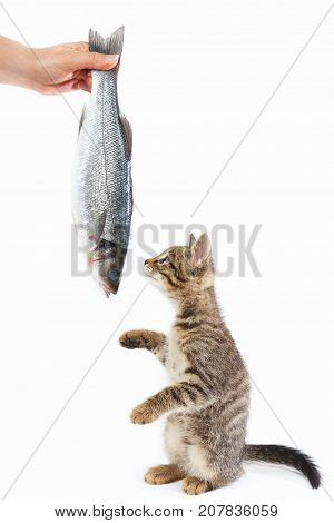 Tabby kitten looking at labrax fish which gives it a female hand on a white background
