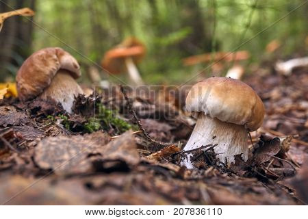 Two Brown Mushroom, Lurid Bolete, In The Woods.