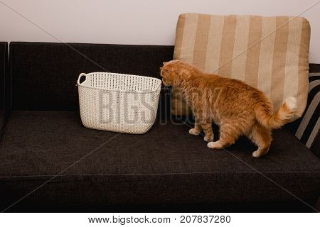 Curious cat seeking for something interesting in a basket