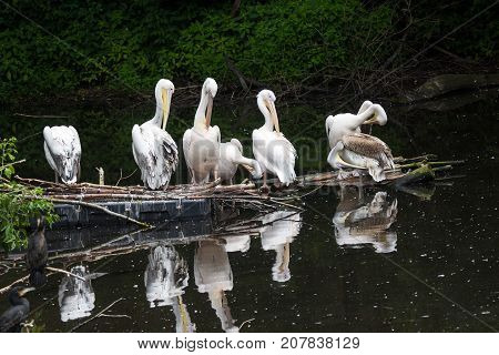 Group Great White Pelican Sits On A Log In The Lake
