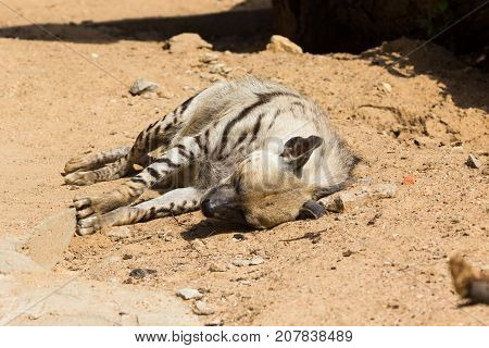 Striped Hyena Rest After Night Hunting
