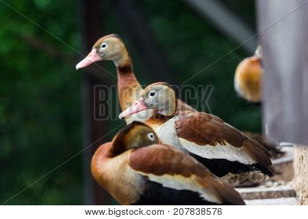 Several Birds Are Sitting By The Water In A Distant, Remote Suburb