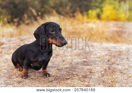 beautiful portrait of a dog (puppy) breed dachshund black tan in the green forest in the autumn park